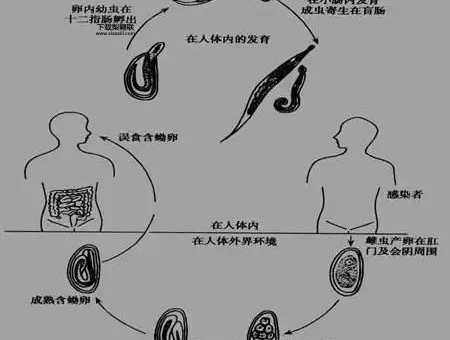 曱甴什么意思(它是怎么出现的)