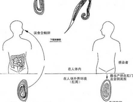 曱甴什么意思(它是怎么出现的)