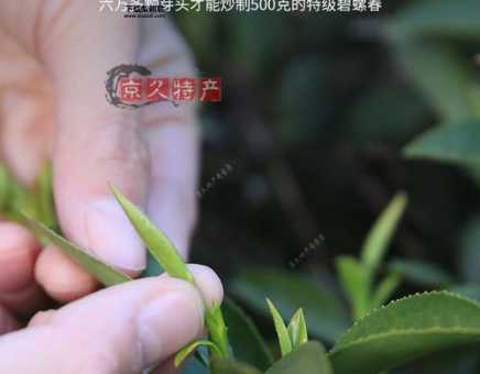 庭山碧螺春(该怎么选购庭山碧螺春)