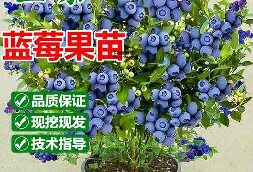 黑珍珠蓝莓(和普通蓝莓有什么区别)