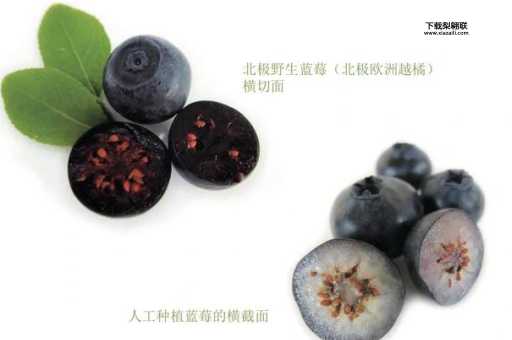 黑珍珠蓝莓(和普通蓝莓有什么区别)