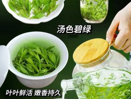 苦丁茶产地(到底哪个产地才是正宗的)