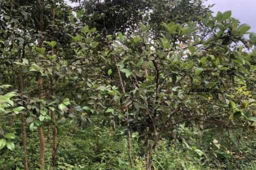 茶油树种植(种它哪块地最合适)