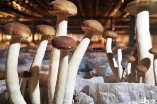 茶树菇种植(怎样才能浇出优质茶树菇)
