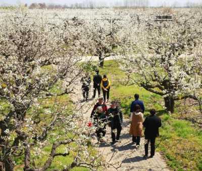 丰县梨花节(你准备什么时候去)