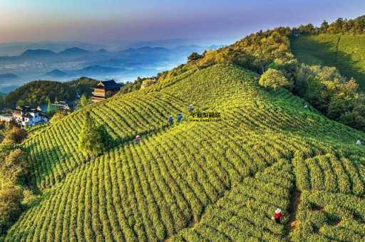 杭州径山茶(它到底有什么独特之处)