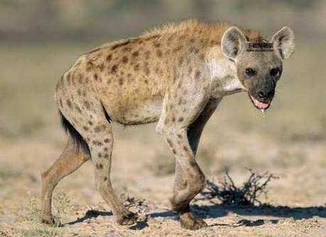 虎口夺食指什么动物(它们有什么秘密武器)