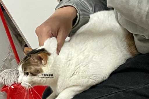 马杀鸡是什么意思(  那到底是什么)