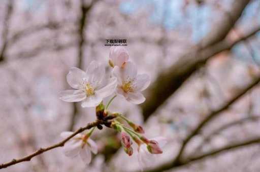 信步而行的意思,读音(这词是什么意思呢)