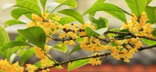 花骨朵的意思如何,读音怎么读(它到底是什么意思)