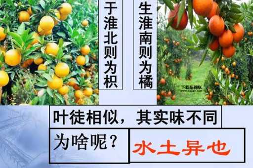 橘子的意思如何,读音怎么读(它在成语里有什么含义)