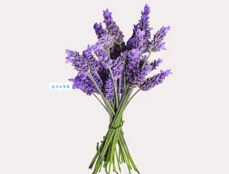薰衣草的花语是什么意思?送薰衣草代表什么?