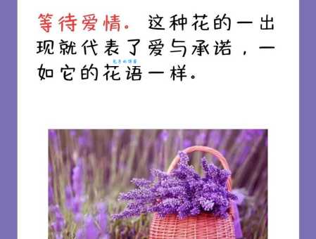 薰衣草的花语是什么意思?送薰衣草代表什么?
