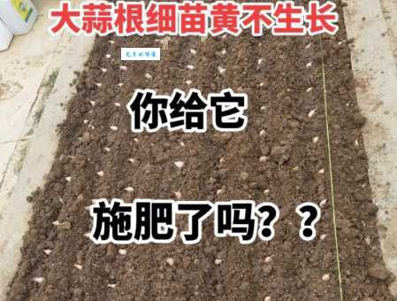 想让大蒜高产?种植大蒜用什么肥料好你得懂!