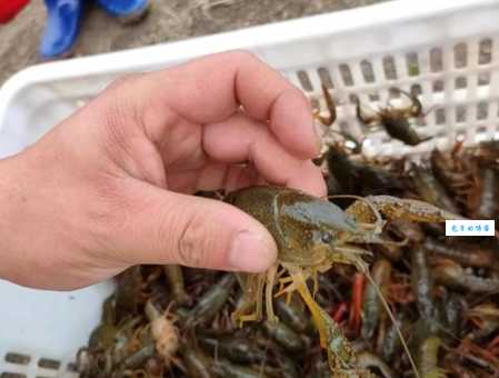 养殖十亩龙虾要多少成本？几个技巧帮你降低成本！