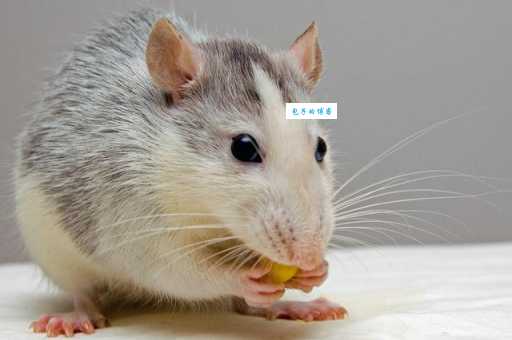 青面獠牙是指什么生肖(它有什么性格特点)