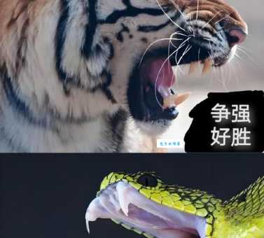 恨之入骨猜一生肖？揭秘十二生肖相爱相杀！