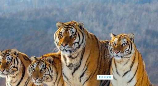 敲山震虎是什么生肖?生肖性格大揭秘来了!