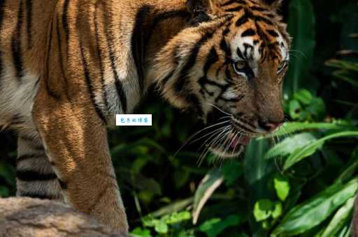 敲山震虎是什么生肖?生肖性格大揭秘来了!