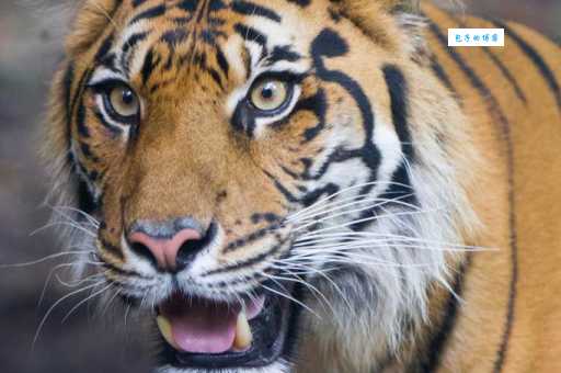 五内如焚是什么生肖?这个生肖的人性格如何?