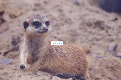 怒目相视是什么生肖?快来看看你中招了吗?