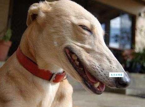 怒目相视是什么生肖?快来看看你中招了吗?