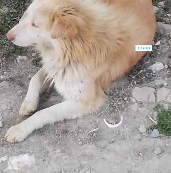 霜露之疾是什么动物?这种病居然是这动物!