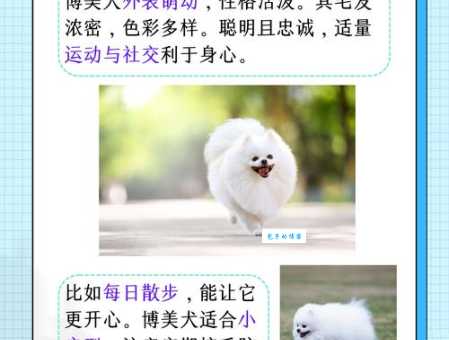 网红小俊介是什么品种？饲养方法都在这里！