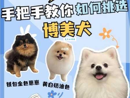 白博美犬价格一般多少钱？手把手教你挑选狗狗！