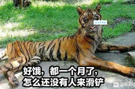 滑铲杀虎是什么意思?网络热梗大揭秘!