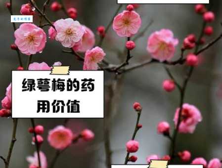 梅花是什么意思?这几个象征意义你知道几个?