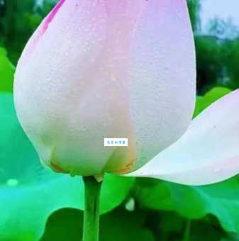 出水芙蓉是什么意思？它比沉鱼落雁怎么样？