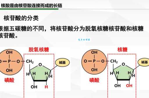 脱氧核糖是什么？这篇干货文章让你秒懂！