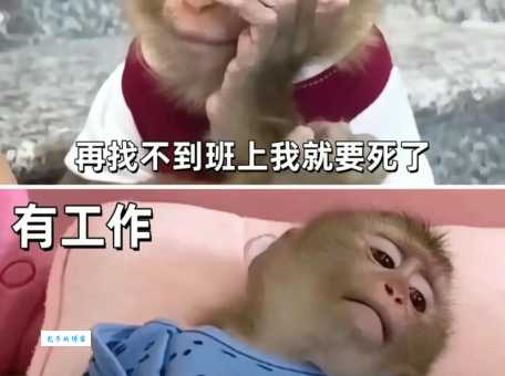 996 886 007是什么意思?打工人不得不懂的梗!