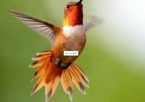 夯雀先飞的意思是什么?语文老师这样解释!