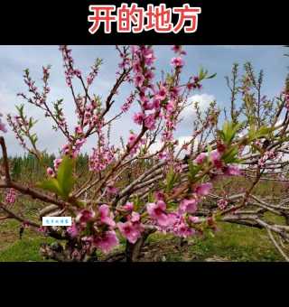 每年桃花开的时候是什么意思?原来是这个预兆!