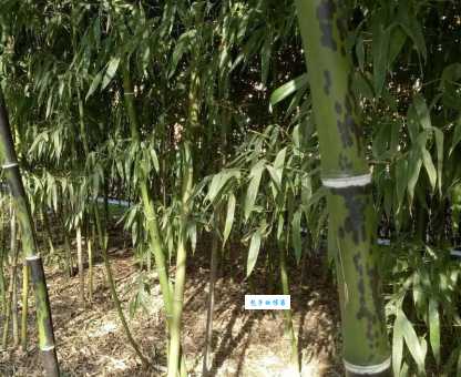 斑竹是什么意思？这篇文章带你了解它的故事！