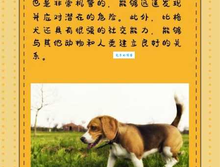 比格犬好养吗？新手养比格犬的注意事项！