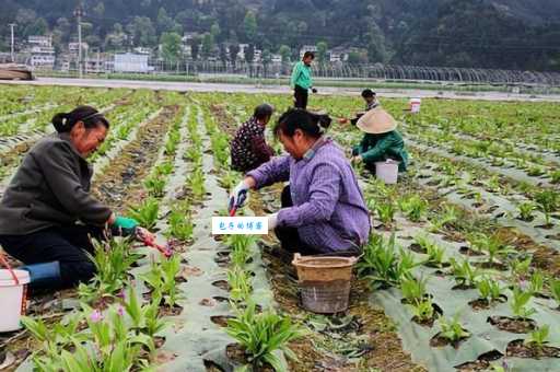 农村种植啥最赚钱？这几个项目市场前景广阔！