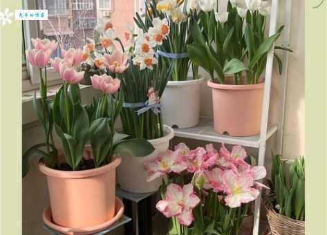 郁金香花语象征与寓意:了解它代表的爱情与荣誉
