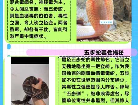 七步蛇和五步蛇有什么区别?民间说法和科学解释大碰撞!