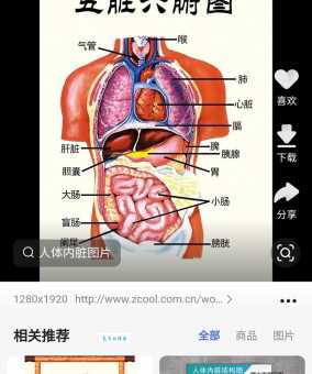 五脏六腑的位置分布图:一看就懂的人体器官图谱!
