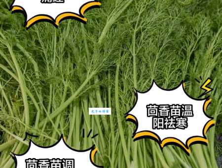 茴子白和卷心菜的区别是什么?营养成分大比拼