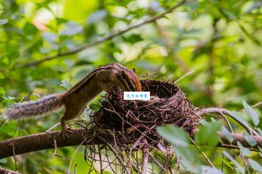 十二生肖中的采花大盗是谁?它们都偷了什么花?