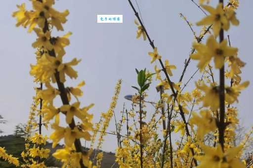 阳春三月好景色是什么生肖？兔、羊、牛哪个更贴切？