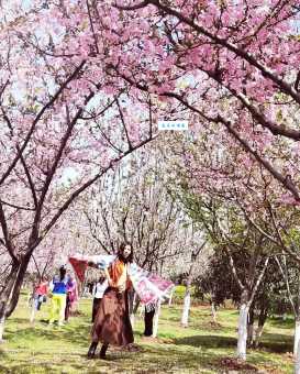 阳春三月好景色是什么生肖？兔、羊、牛哪个更贴切？