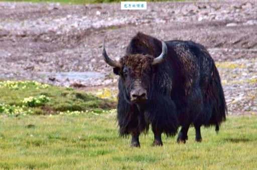 生肖中谁最野?天生野性指的是哪个生肖动物?