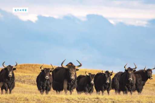 生肖中谁最野?天生野性指的是哪个生肖动物?