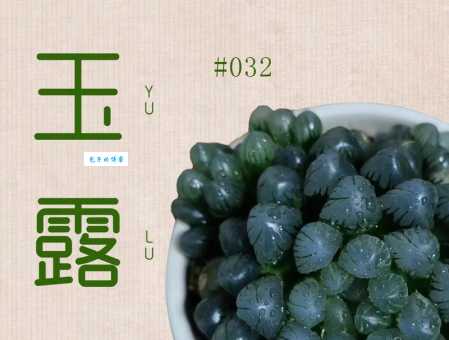 玉露与十二生肖的关联,哪个生肖最适合养玉露?