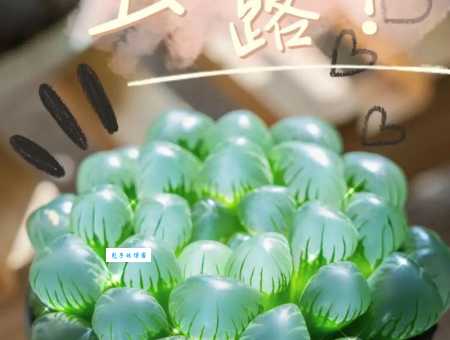 玉露与十二生肖的关联,哪个生肖最适合养玉露?